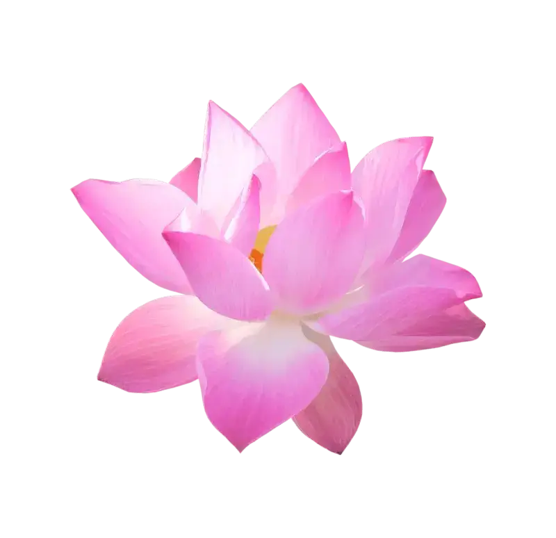 lotus-flower-amrita